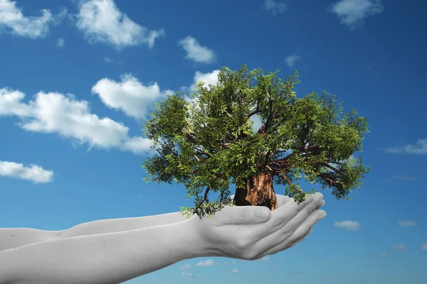 Mano sosteniendo un árbol de verano verde — Foto de Stock