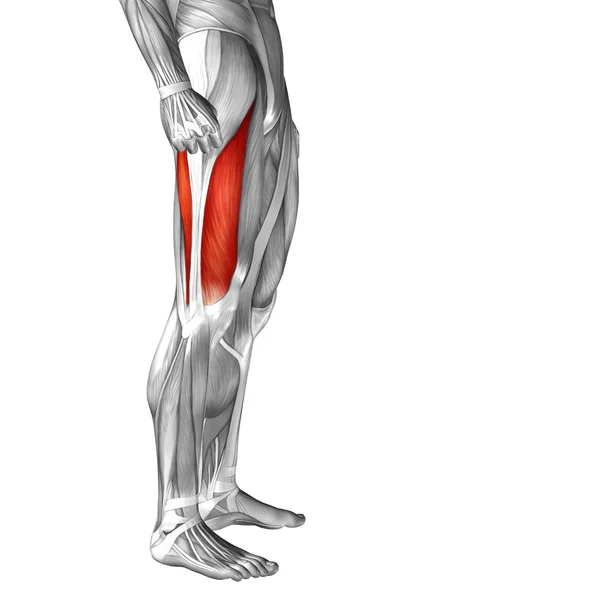 Insan üst bacak anatomisi — Stok fotoğraf