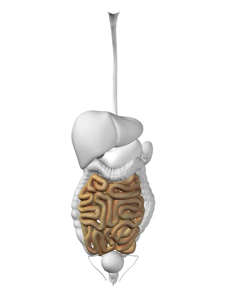 Intestine organ and digestive system — Stock Photo, Image
