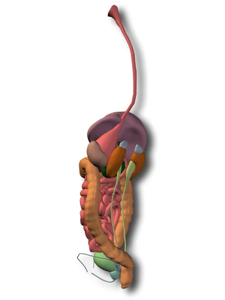 Sistema digestivo humano anatômico — Fotografia de Stock