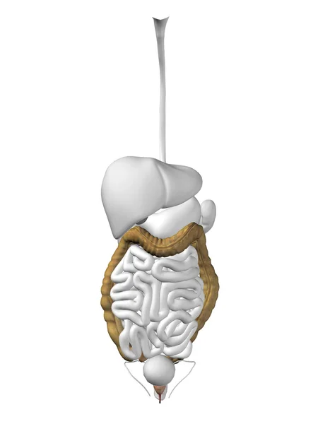 Кишечный орган и пищеварительная система — стоковое фото