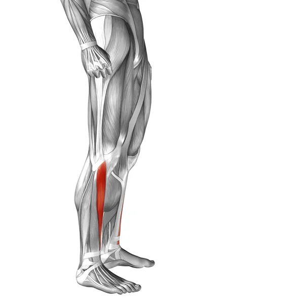 Human lower leg anatomy — Stock Photo, Image