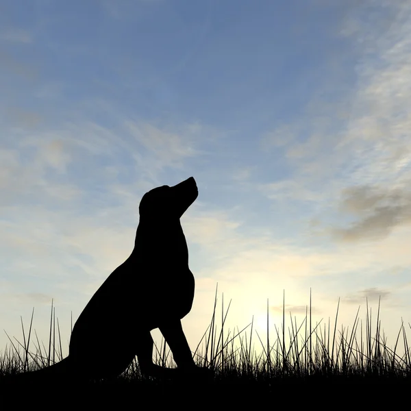 Cute dog silhouette — Stock Photo, Image
