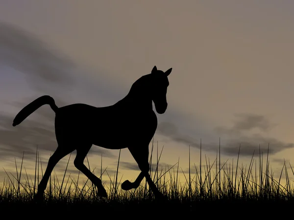 Sílhueta de cavalo preto — Fotografia de Stock