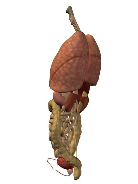 Органы грудной клетки для проектирования анатомии . — стоковое фото
