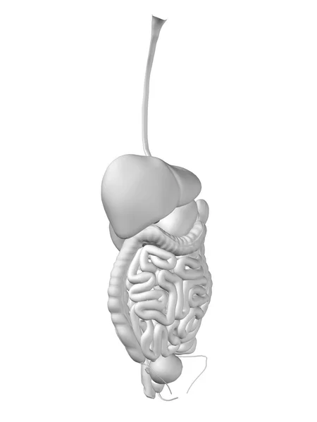 Konzeptionelles Verdauungssystem — Stockfoto