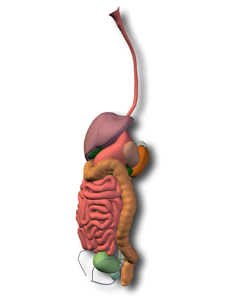 Anatomical human  digestive system — Stock Photo, Image