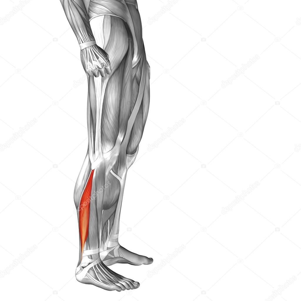 Anatomía de la pierna inferior humana fotografía de stock © design36