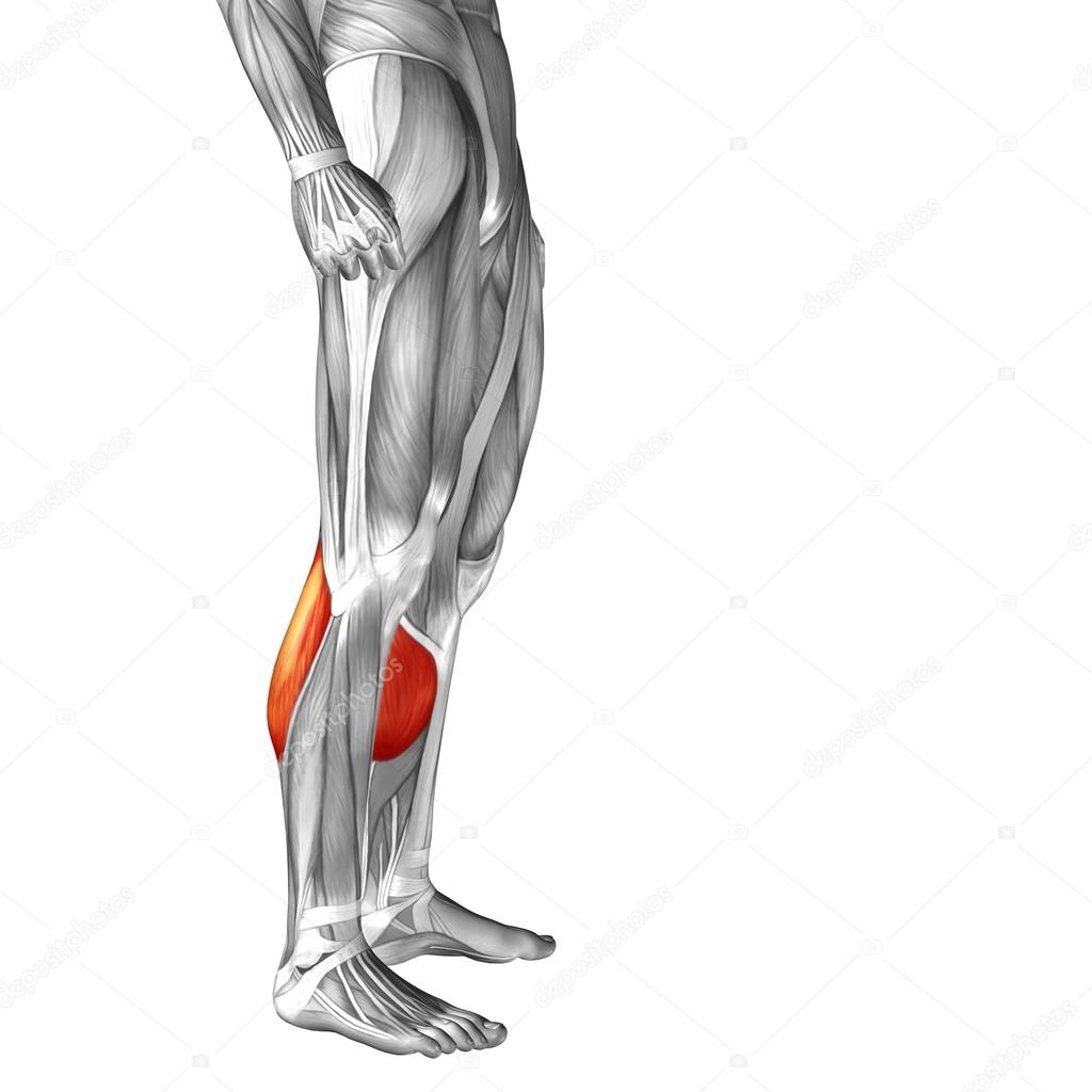 Lower leg anatomy