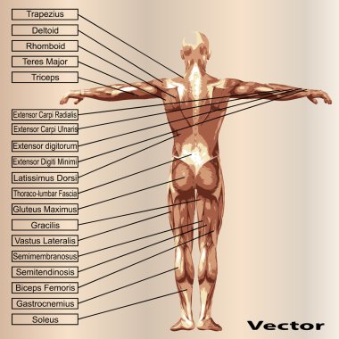 Kaslı erkek anatomisi