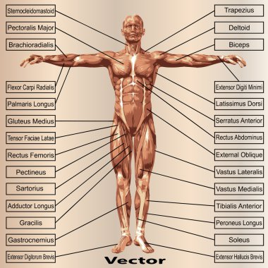 Kaslı erkek anatomisi