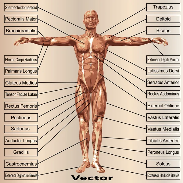 Anatomía masculina con músculos — Archivo Imágenes Vectoriales