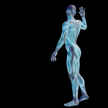 İnsan anatomisi tasarımları için.