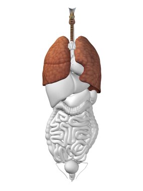 Akciğer organ ve solunum sistemi