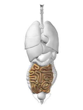 bağırsak organ ve sindirim sistemi