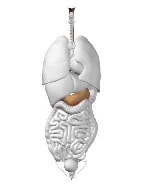 Mide organ ve sindirim sistemi