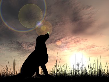 güzel siyah şirin köpek siluet