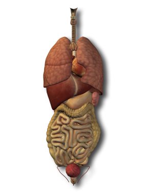 iç organları karın veya Toraks