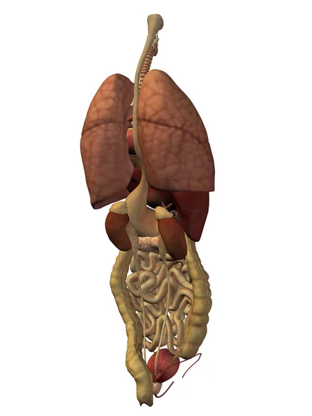 Buk och thorax organ — Stockfoto