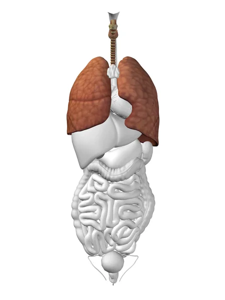 Lung organ and respiratory system — Stock Photo, Image