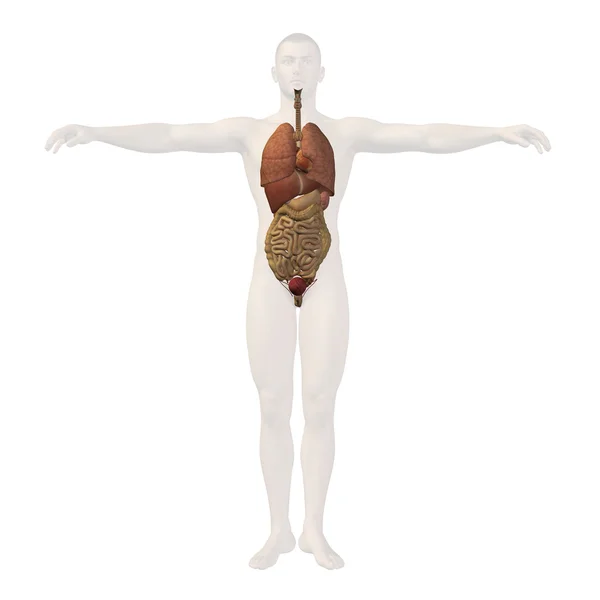 Estrutura do homem com órgãos internos — Fotografia de Stock