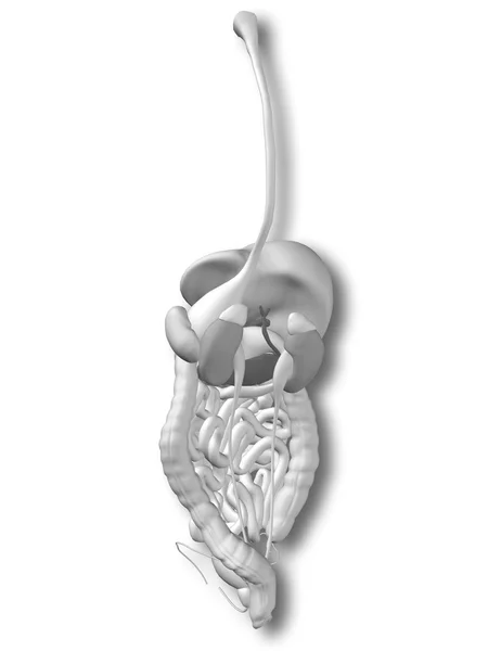 Sistema digestivo humano — Fotografia de Stock