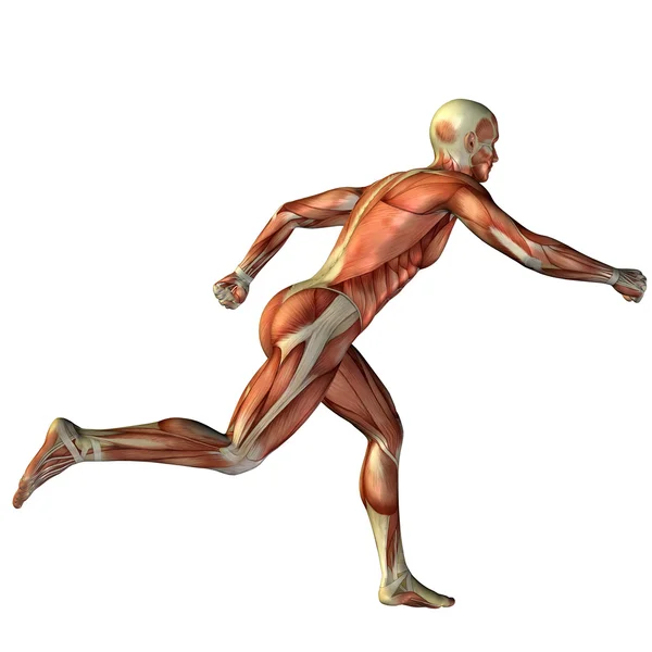 3D man for anatomy designs. — Stock Photo, Image