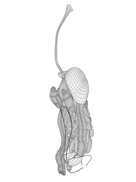 Mesh sistema digestivo — Foto Stock