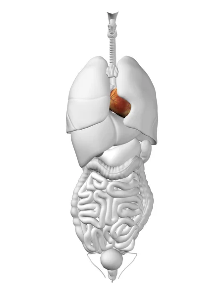 心脏器官和循环系统 — 图库照片