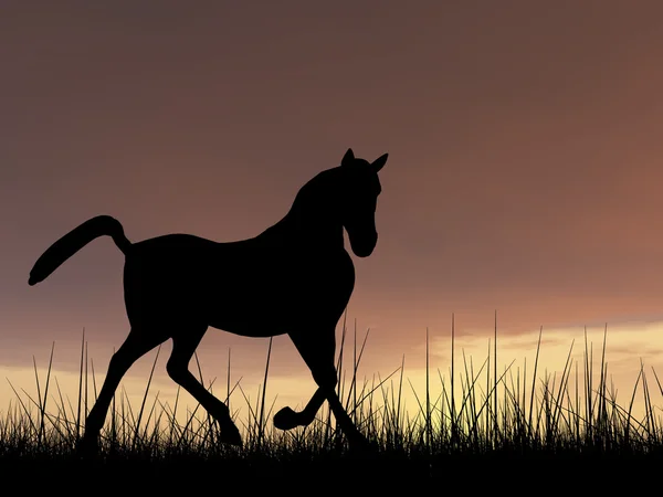 Bella silhouette cavallo nero — Foto Stock