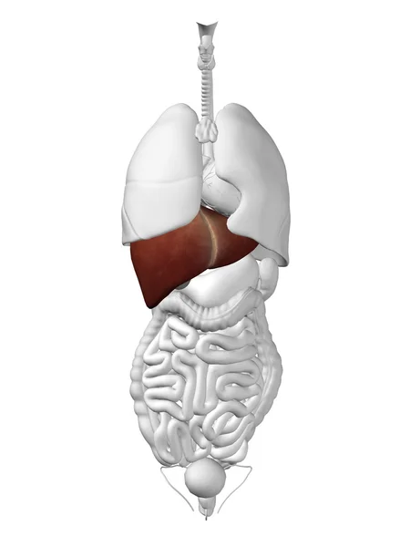 Órgão hepático e sistema digestivo — Fotografia de Stock