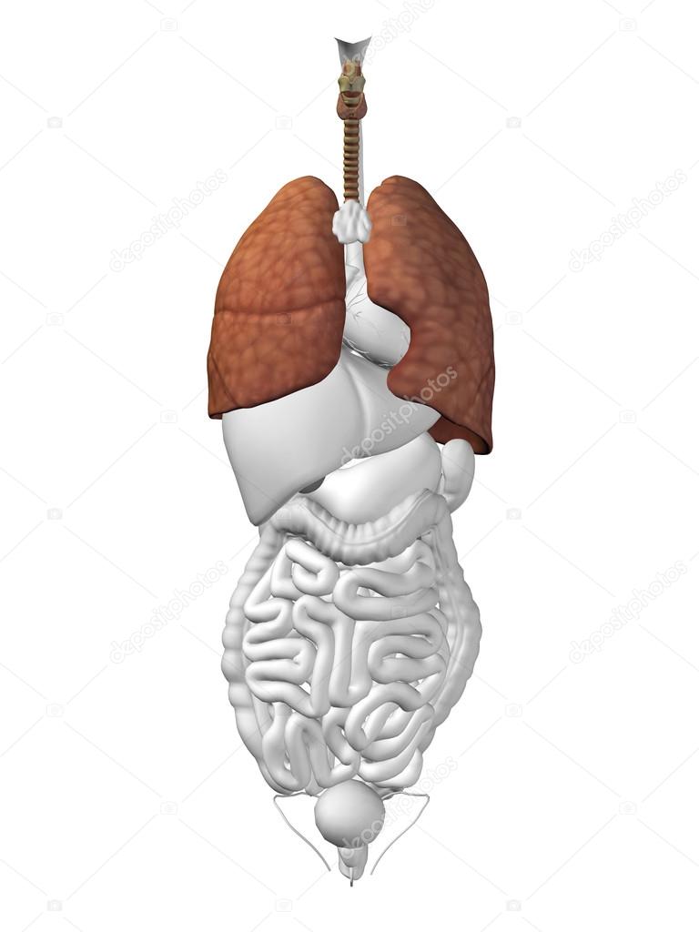lung organ and respiratory system