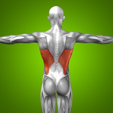 kavramsal insan anatomisi