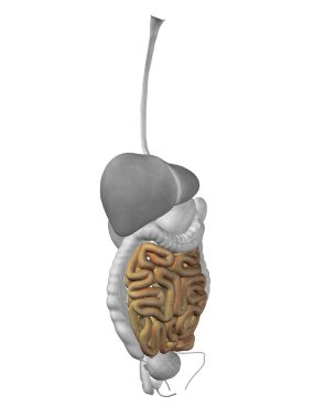 bağırsak organ ve sindirim sistemi