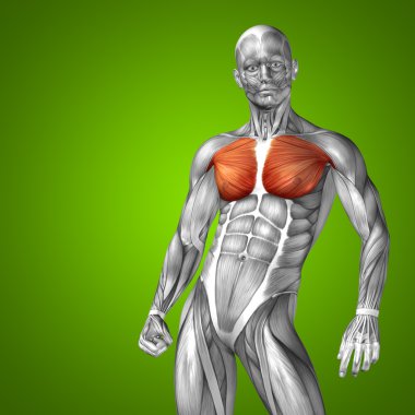 Kavramsal göğüs insan anatomisi