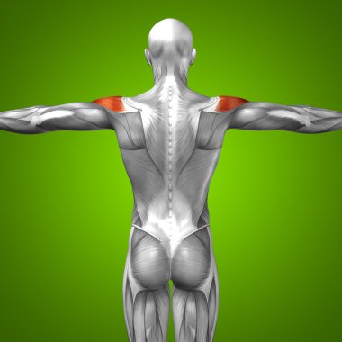 kavramsal insan anatomisi