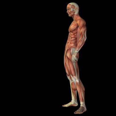 adam anatomisi tasarımları için.