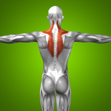 kavramsal insan anatomisi