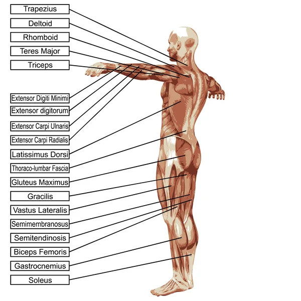 Uomo con muscoli e testo — Foto Stock