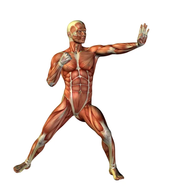 Man with muscles for anatomy  designs. — Stock Photo, Image