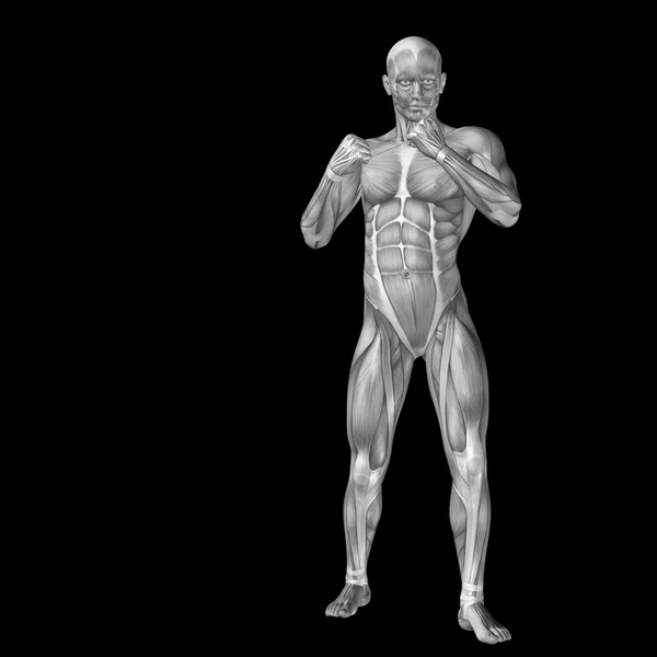 Humano para desenhos de anatomia — Fotografia de Stock