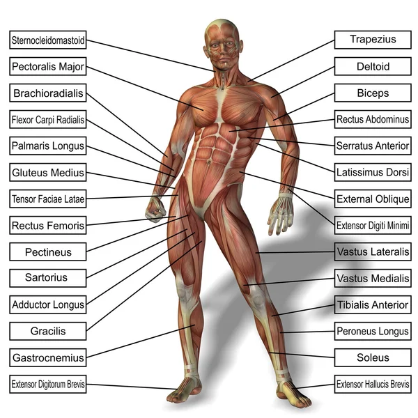 Uomo con muscoli e testo — Foto Stock