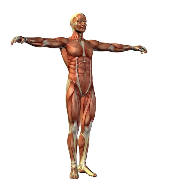 Man w for anatomy or sport designs. — Stock Photo, Image