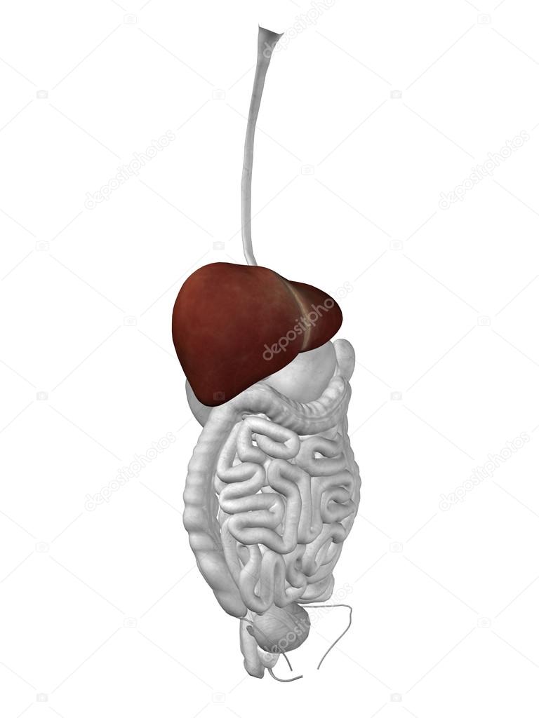 liver organ and digestive system
