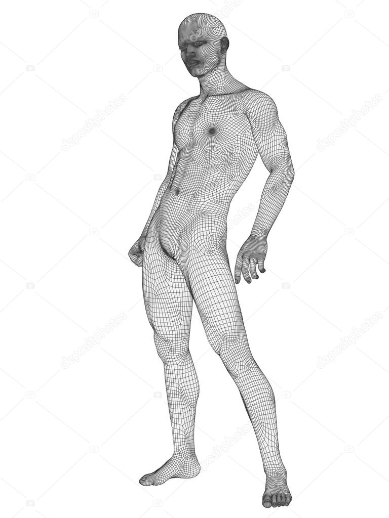 Male anatomy made of  wireframe