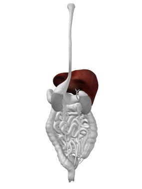 karaciğer organ ve sindirim sistemi