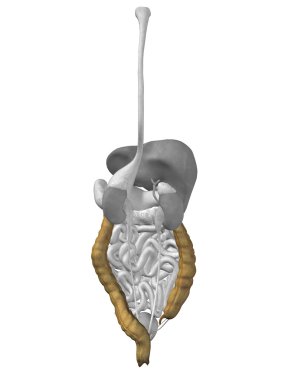 İki nokta üst üste organ ve sindirim sistemi