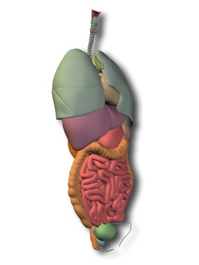 iç organları karın veya Toraks