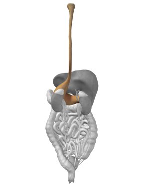 Mide organ ve sindirim sistemi
