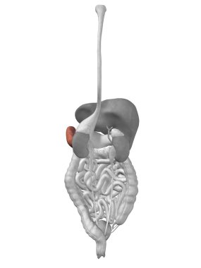 Dalak organ ve sindirim sistemi